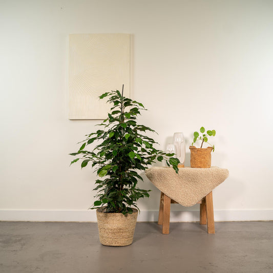 Ficus benjamina Danielle mit dekorativem Korb Ø21cm