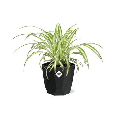 Chlorophytum Comosum Variegatum – Pflegeleichte Grünlilie 14cm