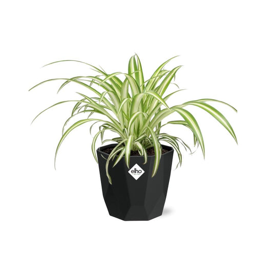 Chlorophytum Comosum Variegatum – Pflegeleichte Grünlilie 14cm