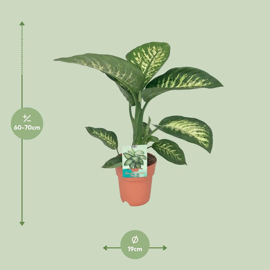 Dieffenbachia Seguine Tropic Snow Ø19cm – Pflegeleichte Zimmerpflanze