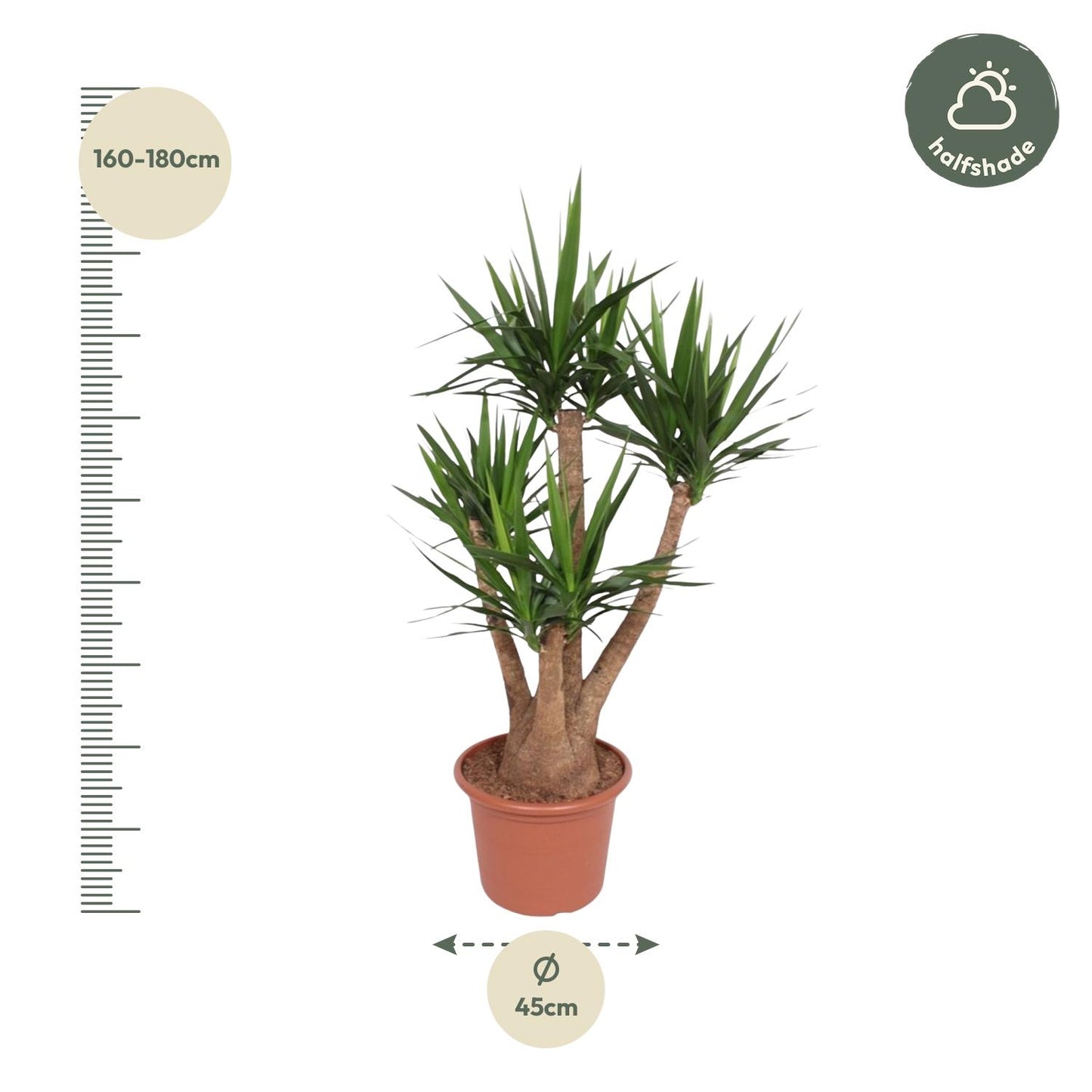 Yucca Elephantipes vertakt – 170 cm – ø45 cm