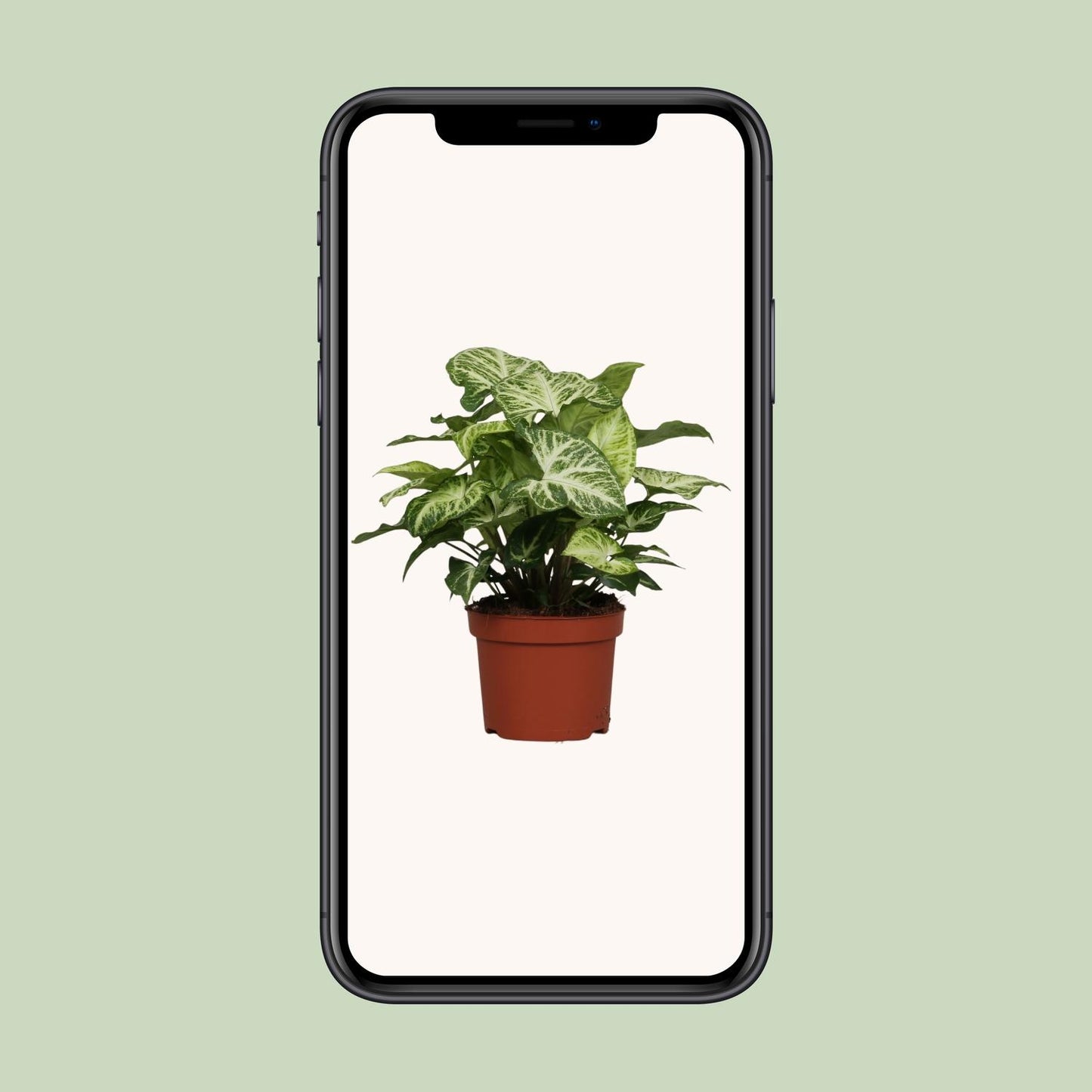 Syngonium Arrow – Luftreinigende Zimmerpflanze Ø12cm