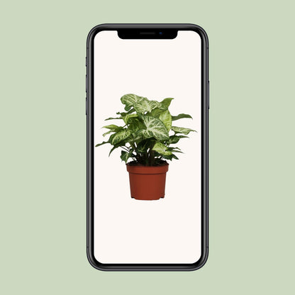 Syngonium Arrow – Luftreinigende Zimmerpflanze Ø12cm