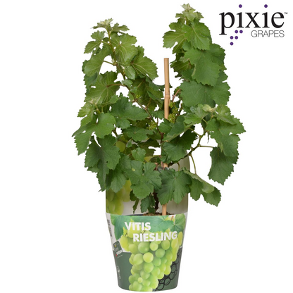 Riesling Zwergrebe 'Pixie' – Kompakte weiße Weintraube Ø14cm