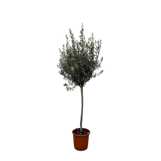 Olea Europaea op Stamm – 160 cm, Ø 24 cm
