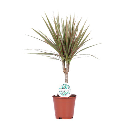 Dracaena Bicolor – Pflegeleichte Luftreiniger-Pflanze Ø14cm