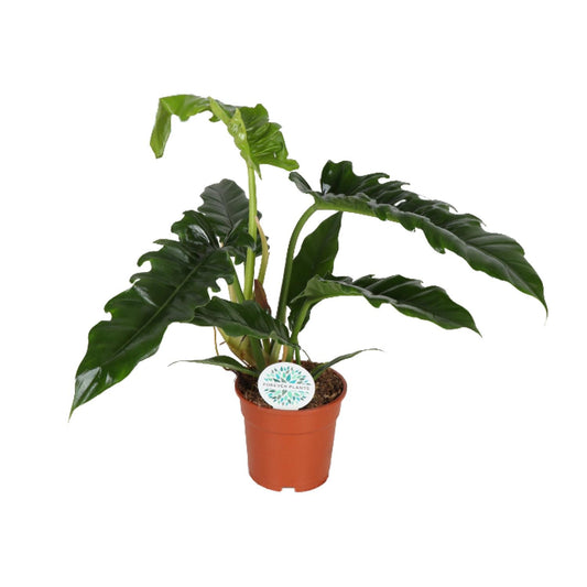 Philodendron Narrow – pflegeleichte Zimmerpflanze Ø17cm