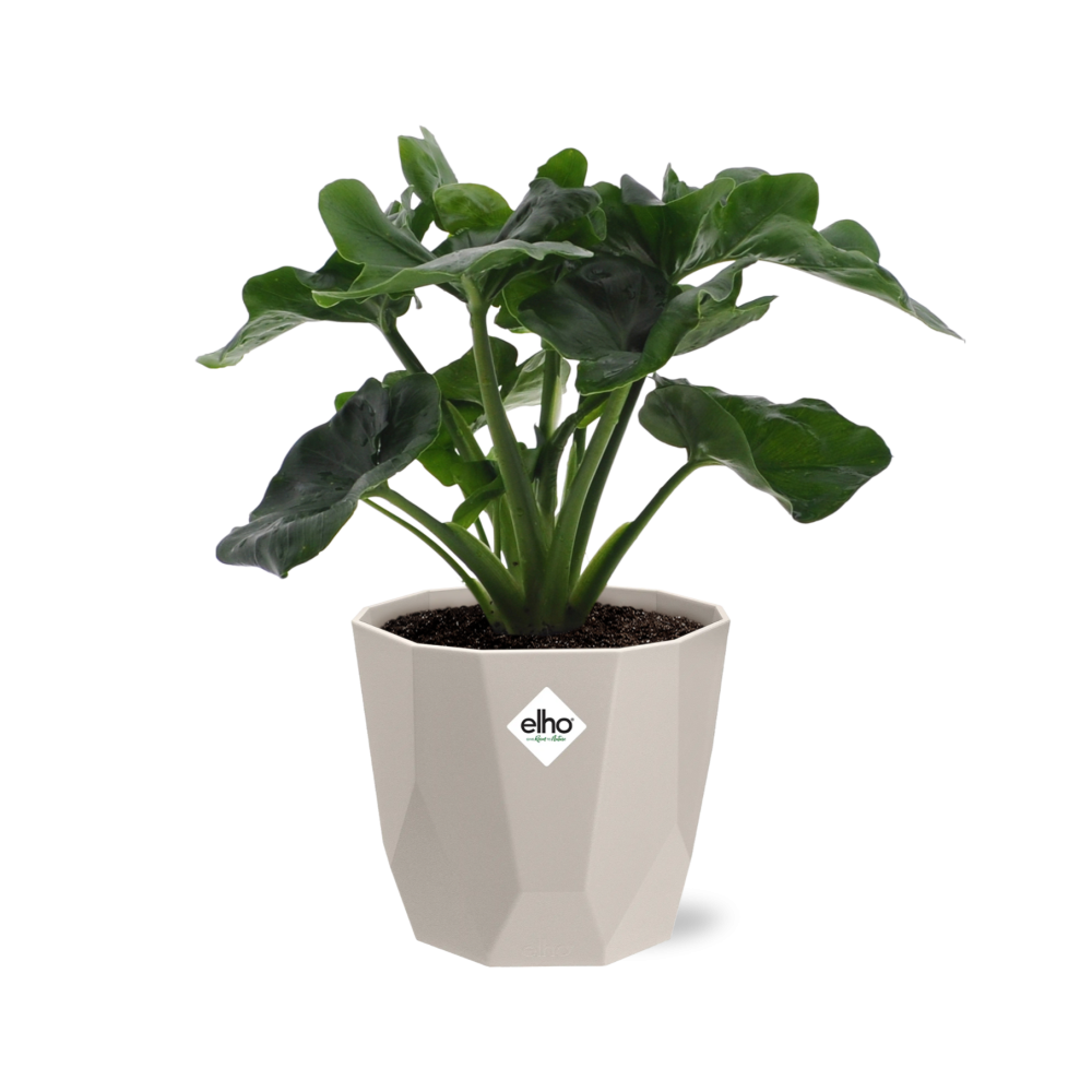 Philodendron Atom in ELHO b.for rock Topf 14 cm warm grey