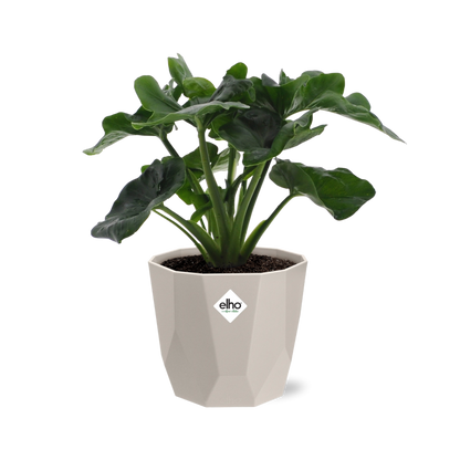 Philodendron Atom in ELHO b.for rock Topf 14 cm warm grey