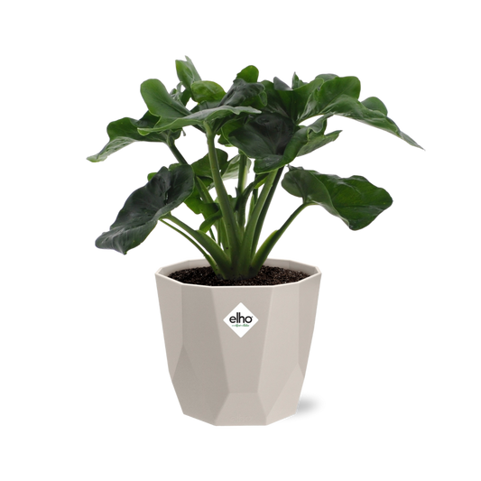 Philodendron Atom in ELHO b.for rock Topf 14 cm warm grey