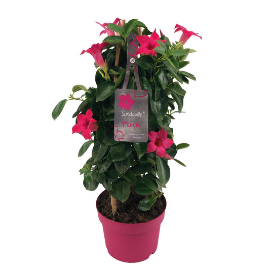 Mandevilla Sundaville Classic Pink – Tropische Kletterpflanze