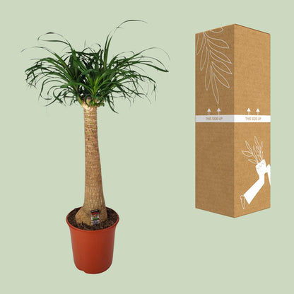Beaucarnea Nolina – Pflegeleichte Zimmerpflanze Ø24cm, 95cm hoch