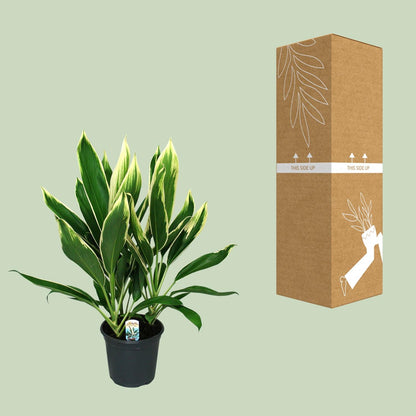 Keulenlilie 'New Conga' – pflegeleichte Zimmerpflanze Ø19cm, 60cm hoch