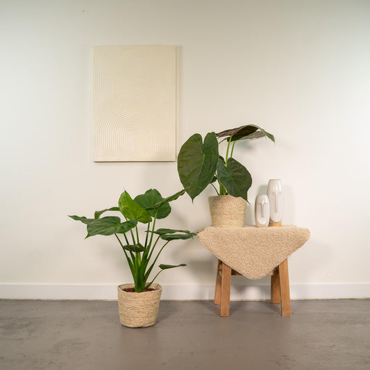 Alocasia Cucullata & Wentii im Selin Korb Ø19cm, 60cm