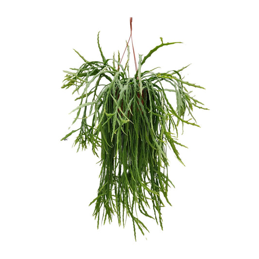 Lepismium Asuntapatense – Pflegeleichter Hängekaktus Ø20cm