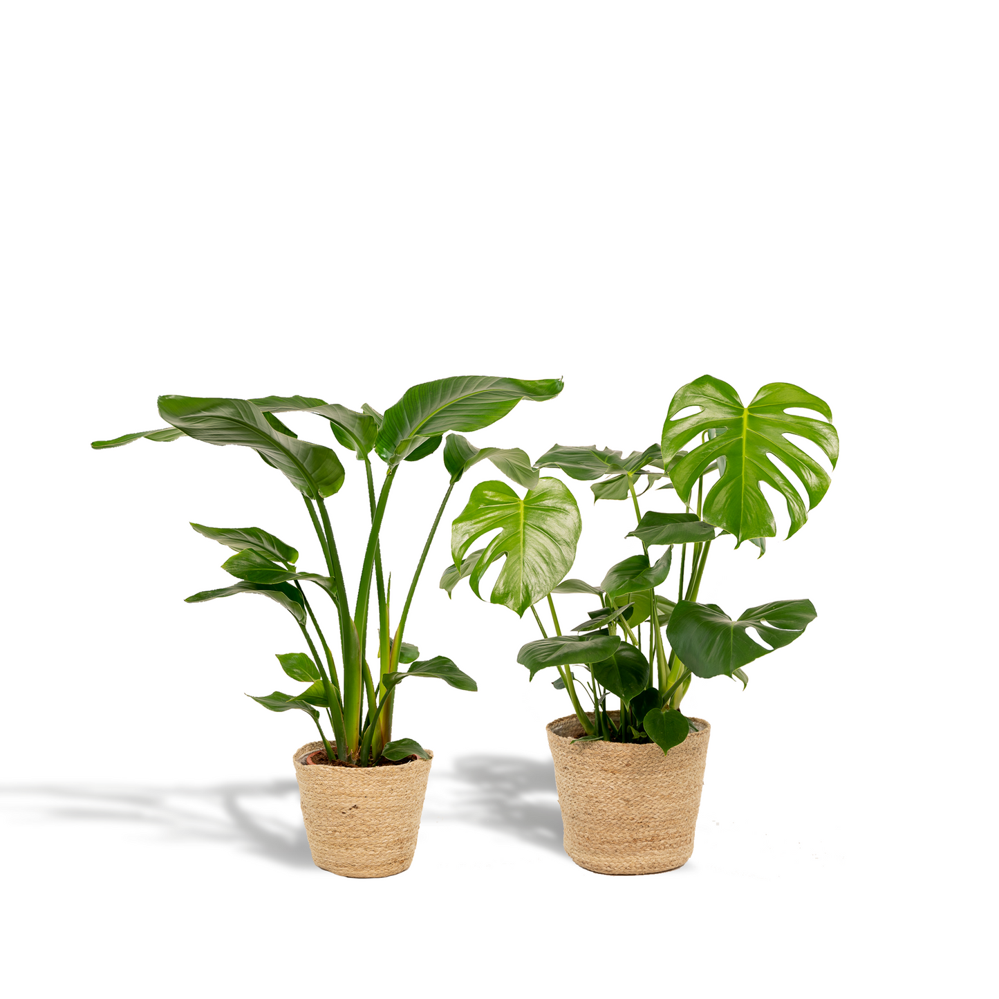 Strelitzie & Monstera Set mit Korb – Tropisches Wohnflair