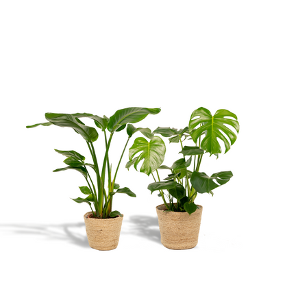 Strelitzie & Monstera Set mit Korb – Tropisches Wohnflair