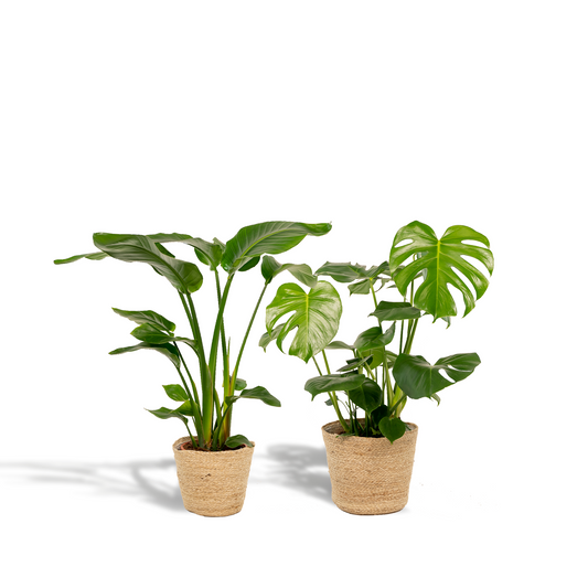 Strelitzie & Monstera Set mit Korb – Tropisches Wohnflair