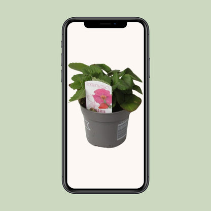 Fragaria Summer Breeze – Winterharte Erdbeere Ø10,5 cm