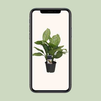 Aglaonema Christina – Pflegeleichte Luftreiniger-Pflanze Ø12cm