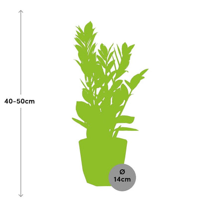 Zamioculcas (ZZ-Pflanze) – 45-50 cm in 14 cm Topf, b.for rock living black