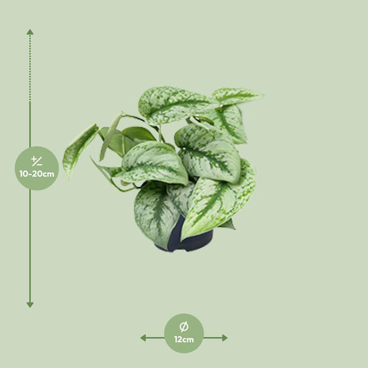 Scindapsus Pictus Trebie – Pflegeleichte Zimmerpflanze Ø12cm