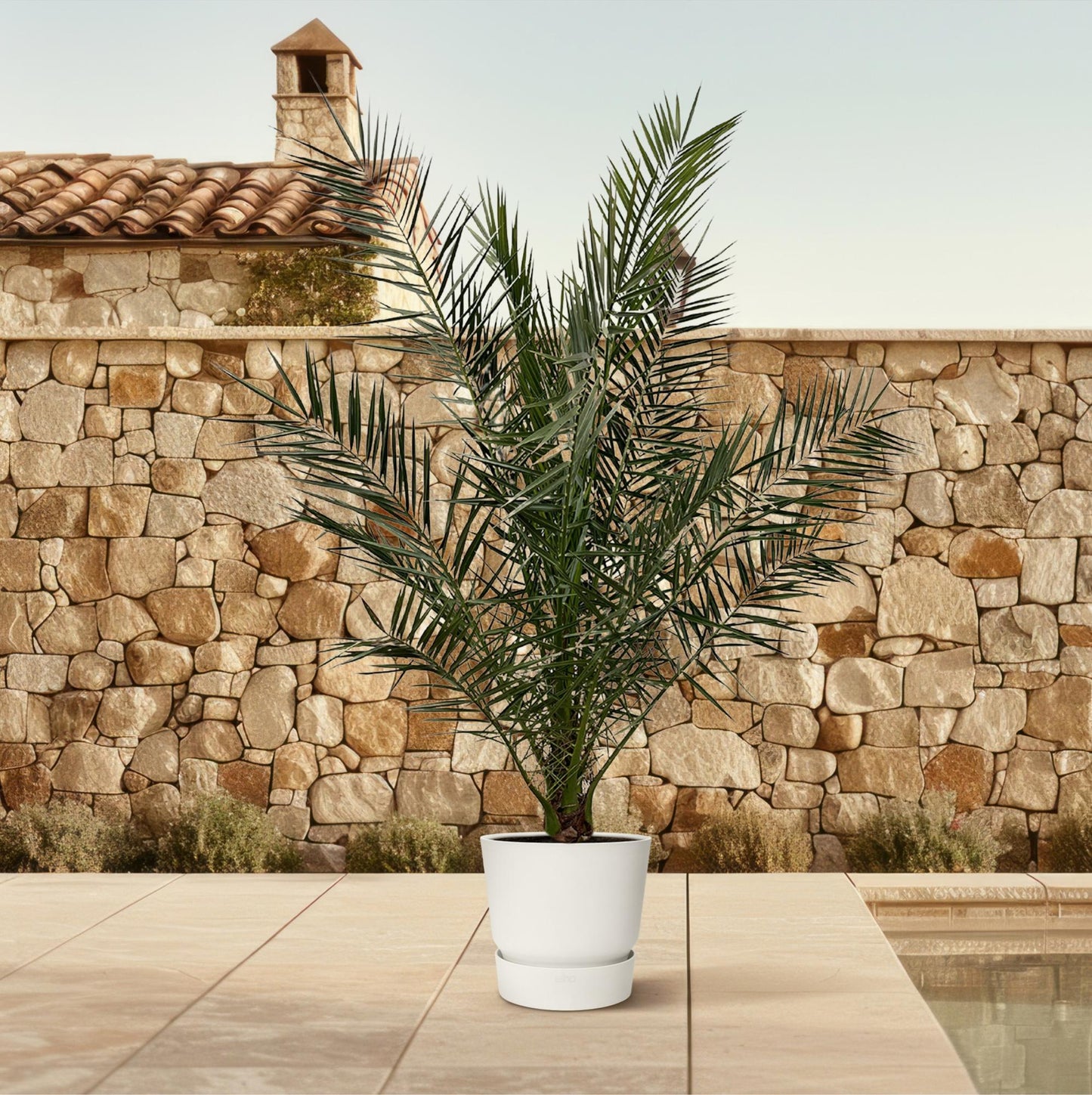 Phoenix Canariensis – Kanarische Dattelpalme 180 cm