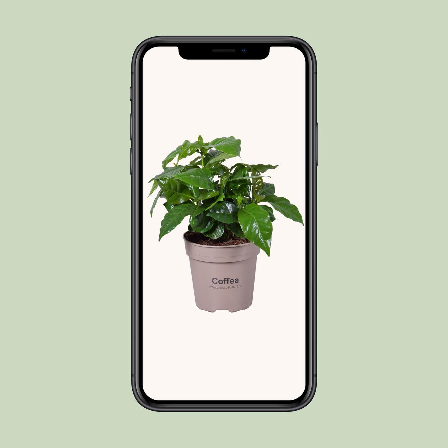Coffea Arabica - Pflegeleichte Zimmerpflanze Ø15cm