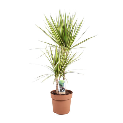 Drachenbaum Sunray – Pflegeleichte Zimmerpflanze Ø21cm, 80cm hoch