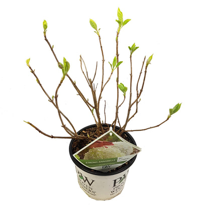 Schneeballhortensie 'Strong Annabelle' – Pflegeleicht & Robust