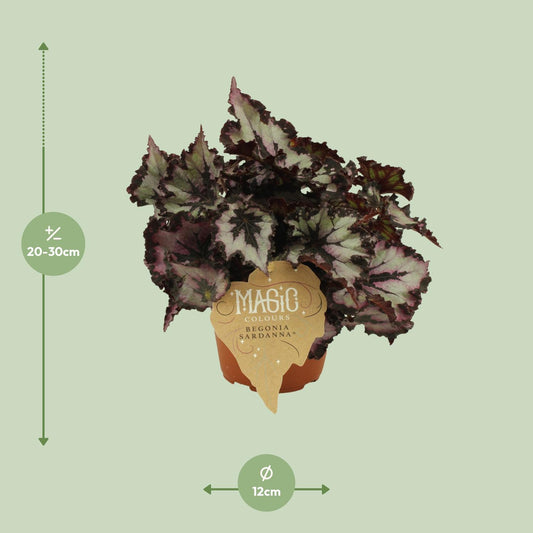 Begonia Rex Sardanna – Bunte, pflegeleichte Zimmerpflanze Ø12 cm