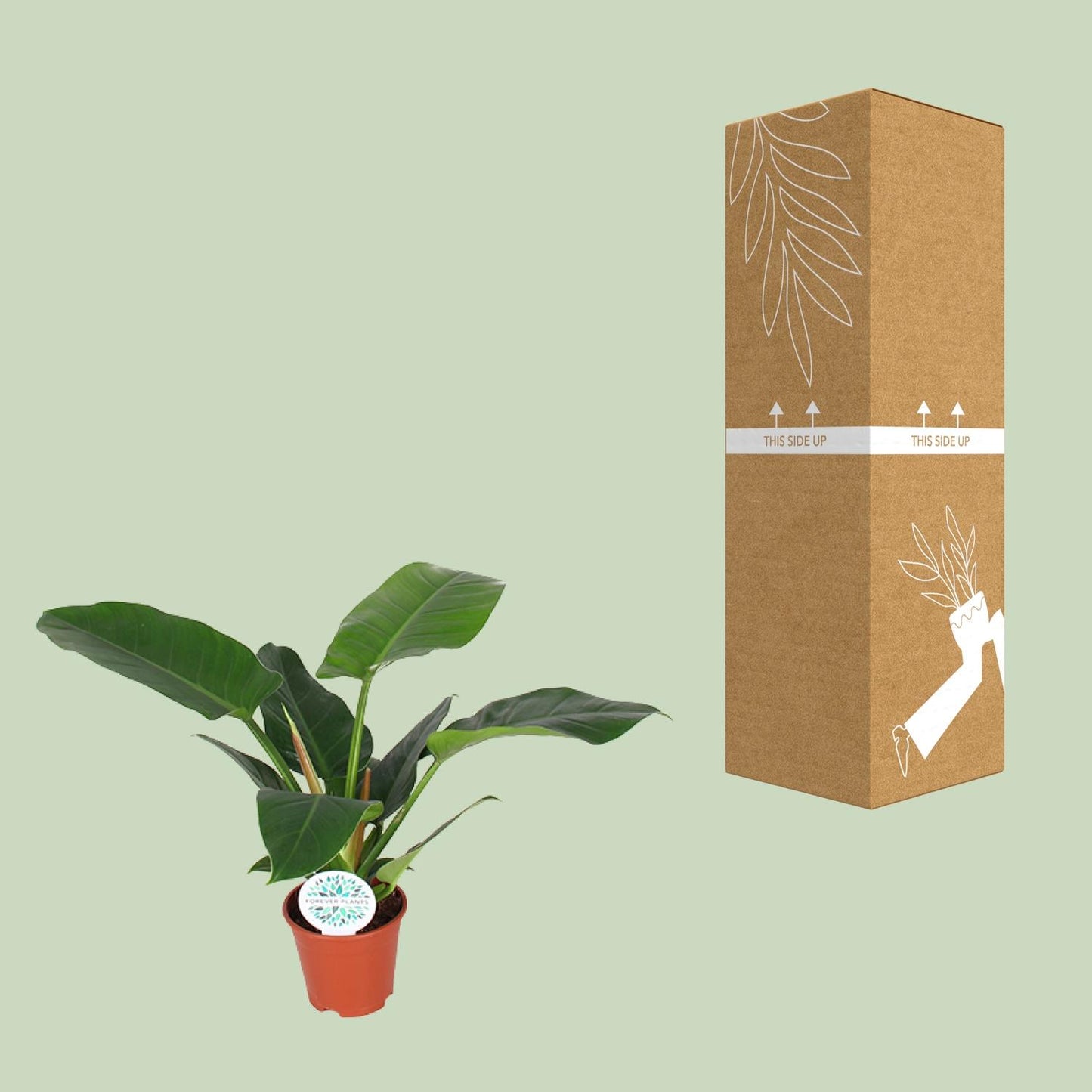 Philodendron Imperial Green – Pflegeleichte Zimmerpflanze Ø17cm