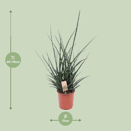 Bogenhanf 'Fernwood Punk' – Pflegeleichte Zimmerpflanze 65 cm