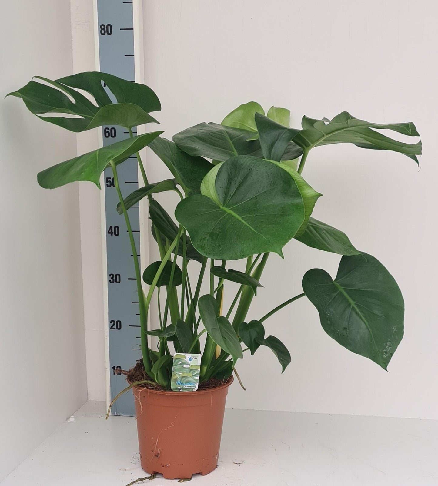 Monstera Deliciosa – Trendige & pflegeleichte Zimmerpflanze