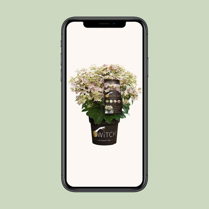 Rispenhortensie 'Switch Ophelia' – pflegeleichte Zimmerpflanze Ø19cm