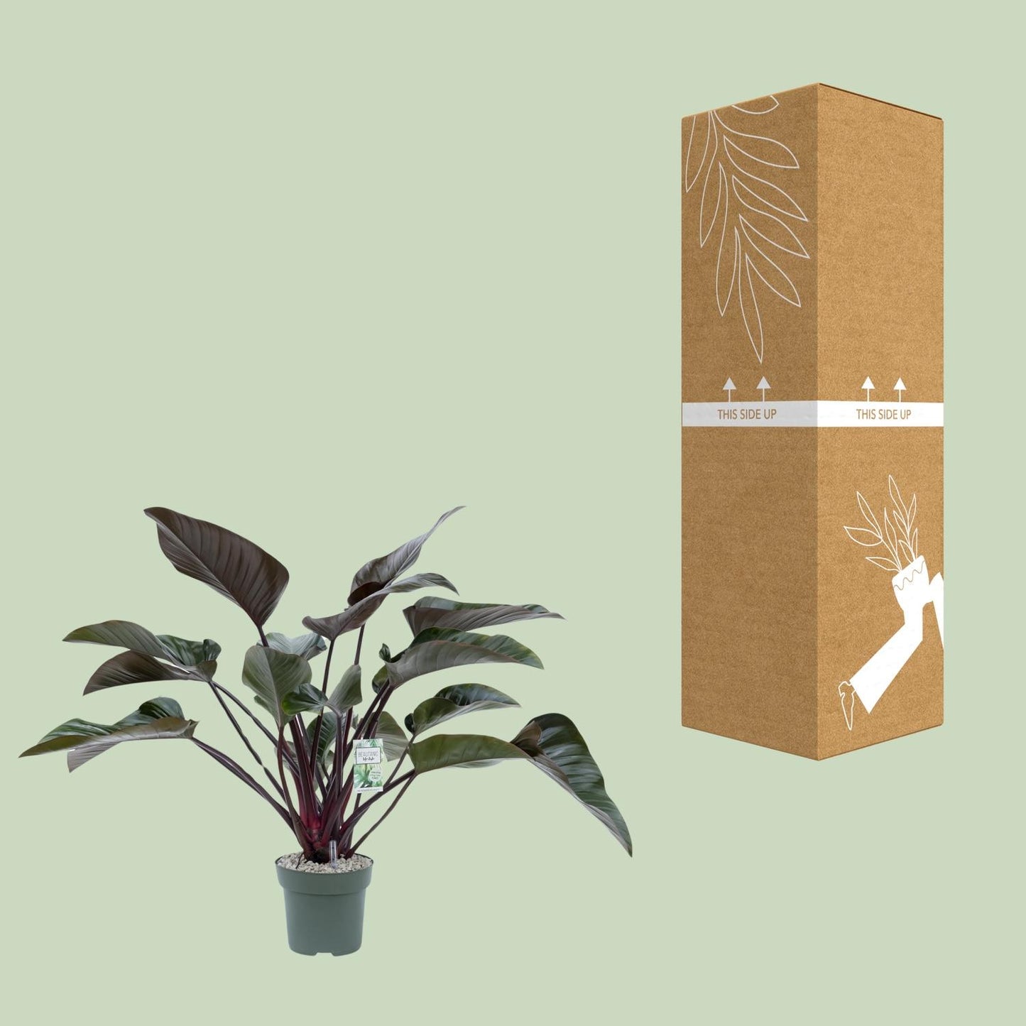 Philodendron Red Beauty – Pflegeleichte Tropenpflanze Ø27cm