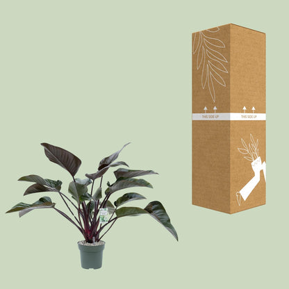 Philodendron Red Beauty – Pflegeleichte Tropenpflanze Ø27cm