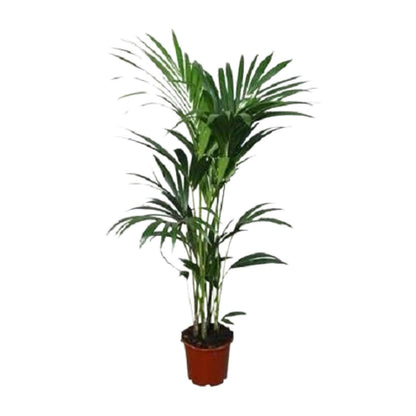 Howea forsteriana – Kentia-Palme Ø21cm, ca. 120cm hoch