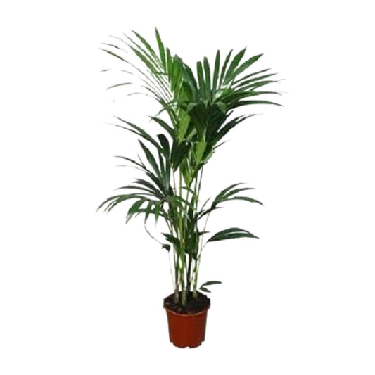 Howea forsteriana – Kentia-Palme Ø21cm, ca. 120cm hoch