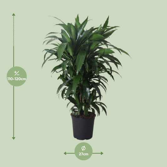 Dracaena Janet Craig – Pflegeleichter Drachenbaum Ø27cm, 120cm hoch