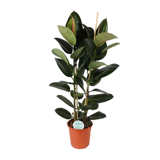Ficus Elastica Robusta – Pflegeleichte Zimmerpflanze Ø24cm