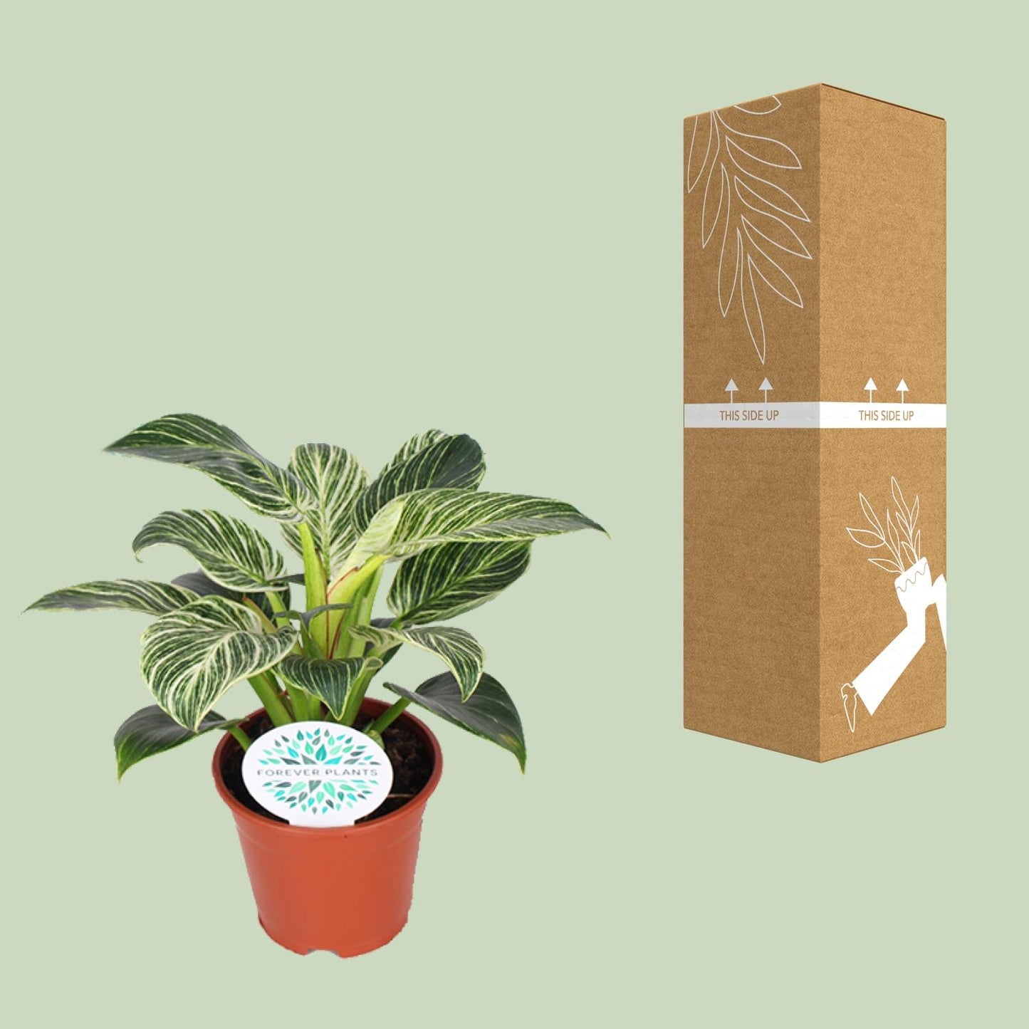 Philodendron Birkin – Pflegeleichte Design-Zimmerpflanze Ø14cm