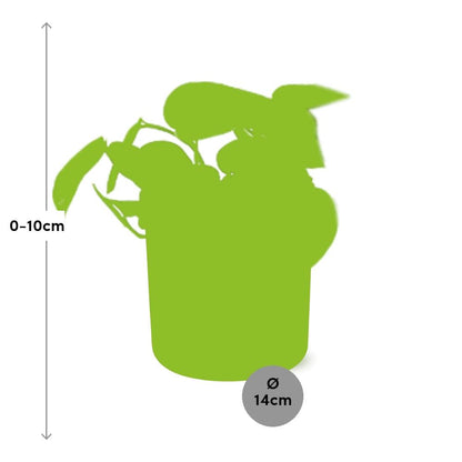 Scindapsus Pictus ‘Trebie’ – Luftreinigende Zimmerpflanze 14cm