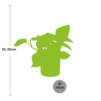 Epipremnum Pinnatum 'Golden Pothos' – pflegeleichte Zimmerpflanze 14 cm