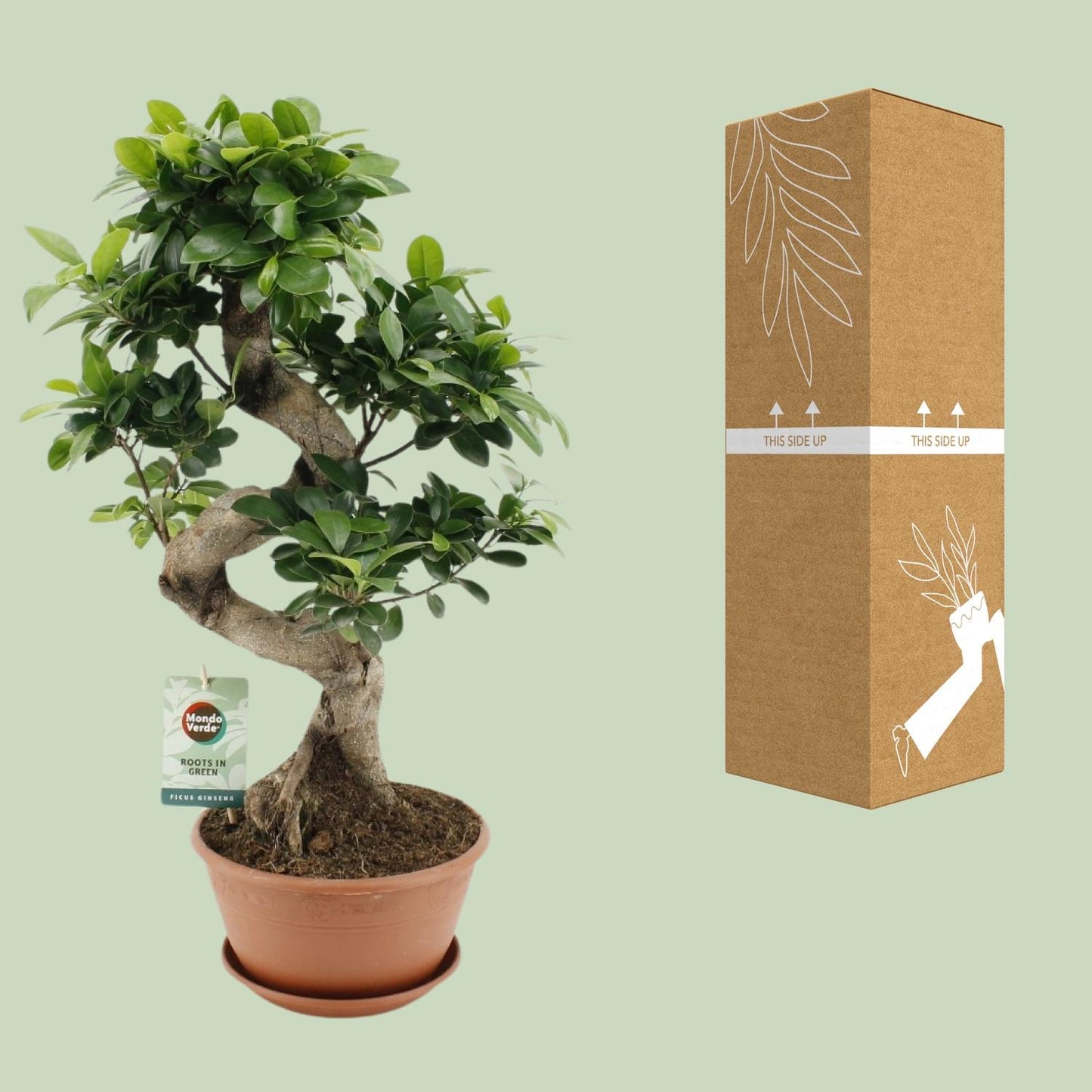 Ficus Ginseng – Pflegeleichte Zimmerpflanze Ø22cm