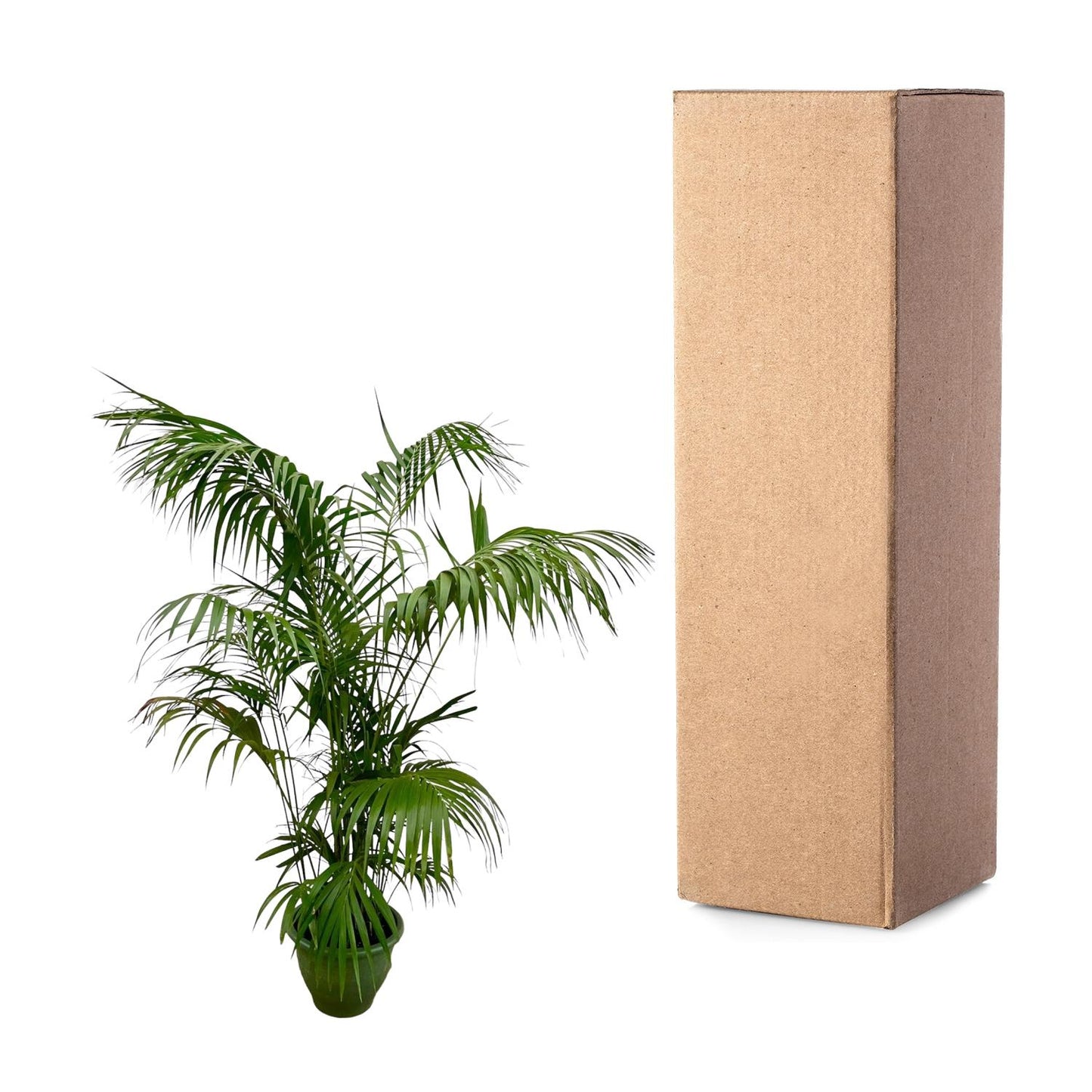 Kentia-Palme XXL – 260 cm, Ø 35 cm, pflegeleicht & robust