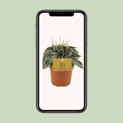 Peperomia Napoli Nights – Pflegeleichte Zimmerpflanze Ø10,5cm