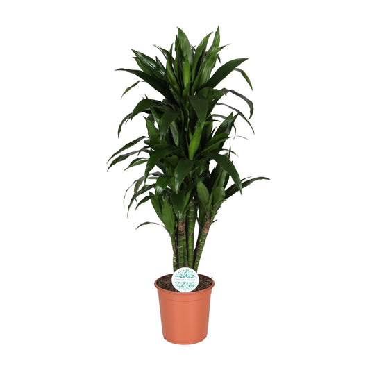 Dracaena Deremensis Janet Lind – Pflegeleichter Drachenbaum Ø27cm, 125cm hoch