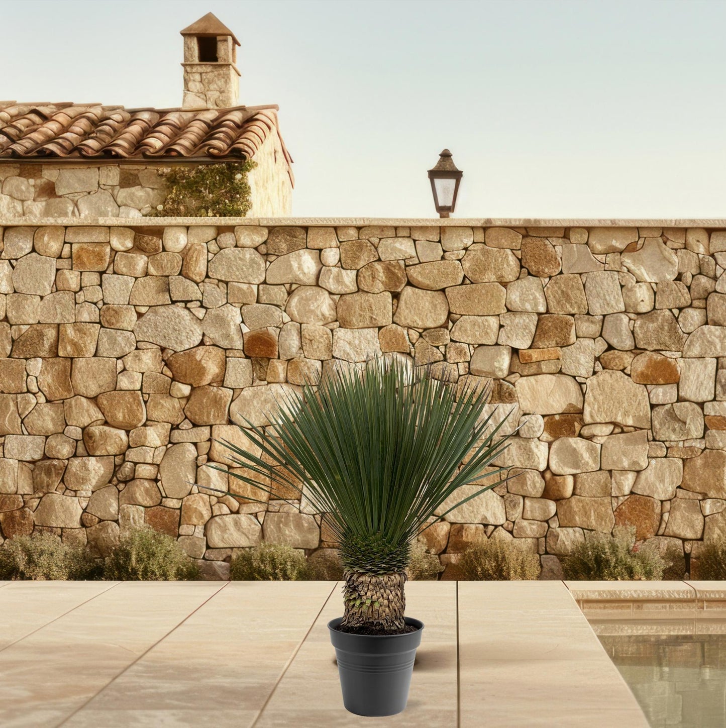 Yucca Rostrata – Robuste und pflegeleichte Zimmerpflanze 130–150 cm