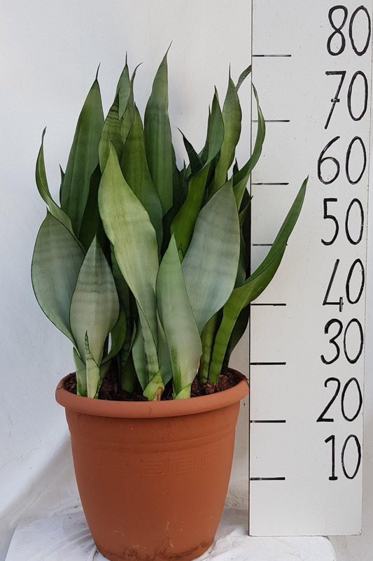 Sanseveria Moonshine – Pflegeleichte & luftreinigende Zimmerpflanze